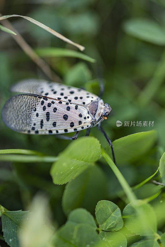 一个特写的斑点灯笼蝇(Lycorma delicatula)在草坪上爬在草和三叶草